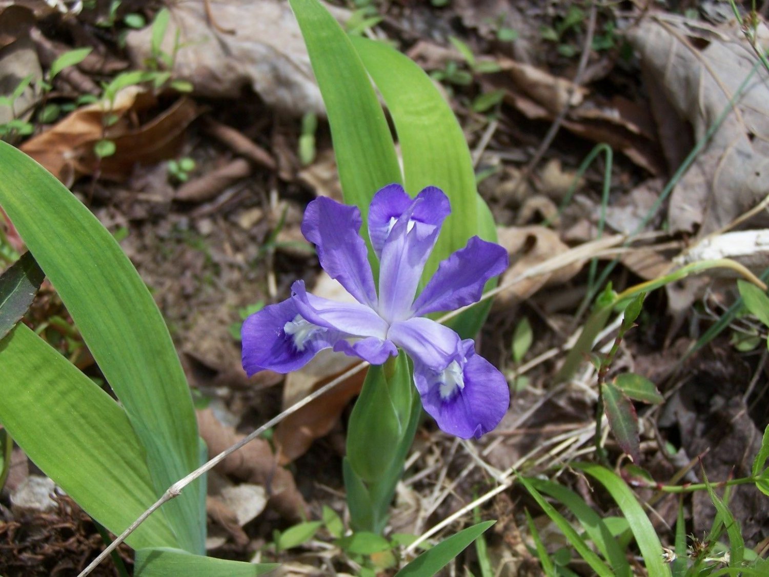 BasqueStore - Wild Iris 10 roots, flowering-plant