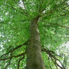 BasqueStore - American Beech (fagusgrandifolia) | in a 1 qt. pot, 6-12"" in height | flowering-plant