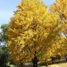 BasqueStore - Ginkgo Tree (maidenhair tree-ginkobiloba) |  12-18"" in height in a 1qt. pot |