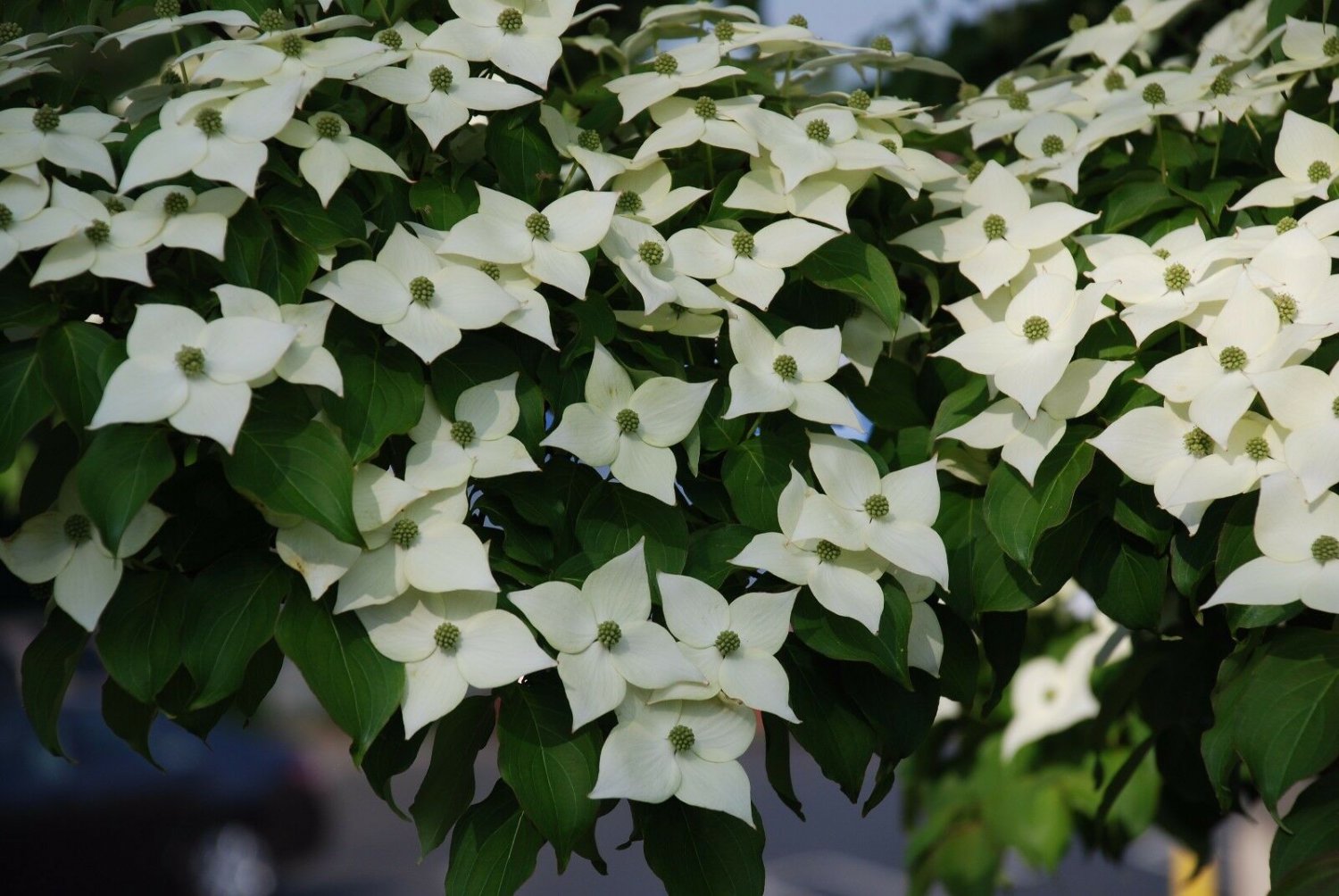 BasqueStore - Kousa Dogwood-Japanese, Cornus kousa, flowering-plant
