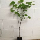 BasqueStore - Eastern Red Bud quart pot (Cercis canadensis) , flowering-plant