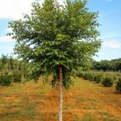 BasqueStore - River Birch single stem tree (betulanigra), flowering-plant