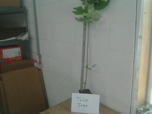 BasqueStore - Tulip Tree ( liriodendrontulipifera), flowering-plant