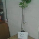 BasqueStore - Tulip Tree ( liriodendrontulipifera), flowering-plant