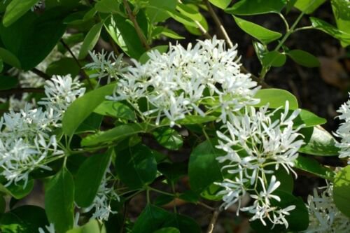 BasqueStore - White Fringe tree quart pot , flowering-plant