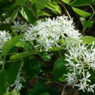BasqueStore - White Fringe tree quart pot , flowering-plant