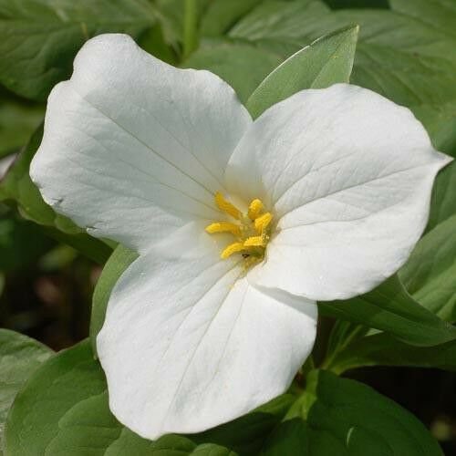 BasqueStore - White Trillium 10 bulbs , flowering-plant
