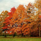 BasqueStore - Pin Oak Tree-(quercus palustris) |  12-18 inch Tree in a 4 inch pot | flowering-plant