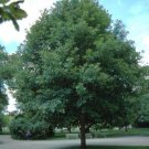 BasqueStore - White Oak Tree-(quercus alba) , flowering-plant