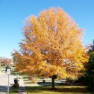 BasqueStore - Willow Oak-(quercus phellos) , flowering-plant