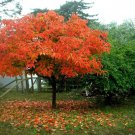 BasqueStore - American Persimmon tree common persimmon, flowering-plant