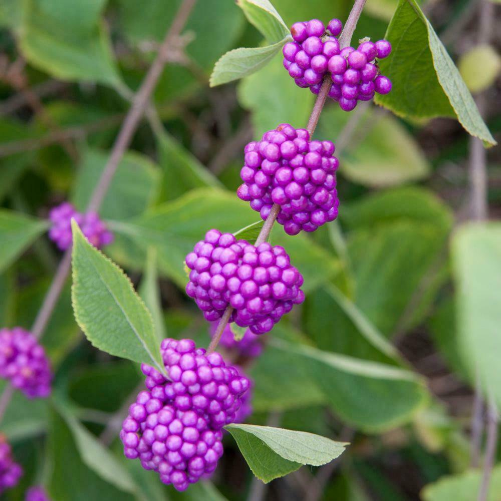 BasqueStore -  American Beauty Berry shrub qt. pot, flowering-plant