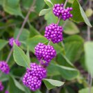 BasqueStore -  American Beauty Berry shrub qt. pot, flowering-plant