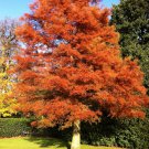 BasqueStore - Dawn Redwood quart pot (Metasequoia glyptostroboides) , flowering-plant