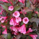 BasqueStore - WINE & ROSES WEIGELA PP#10772 , flowering-plant