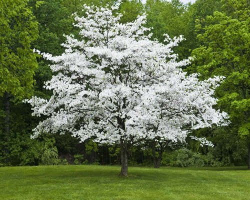BasqueStore - White Flowering Dogwood 4 pot (cornus-florida) , flowering-plant