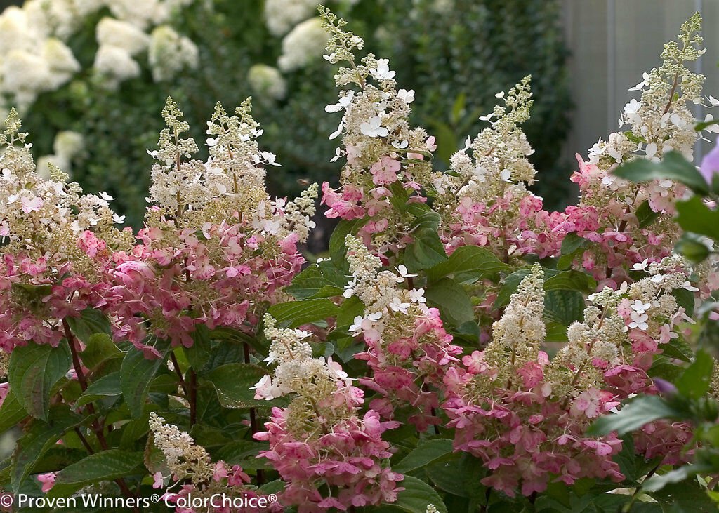 BasqueStore - PINKY WINKY hydrangea shrub PP#16166 , flowering-plant