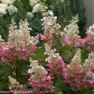 BasqueStore - PINKY WINKY hydrangea shrub PP#16166 , flowering-plant