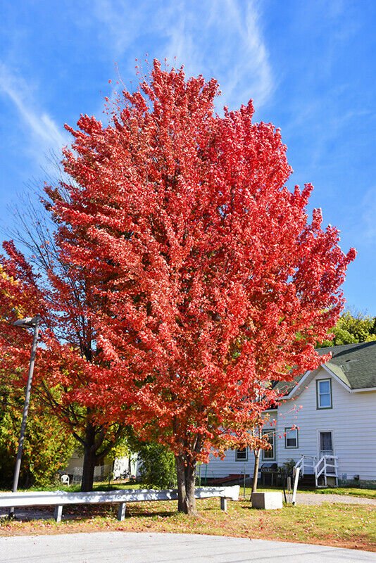 BasqueStore - Celebration Maple qt. pot , flowering-plant