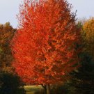 BasqueStore - Autumn Blaze Maple quart pot , flowering-plant