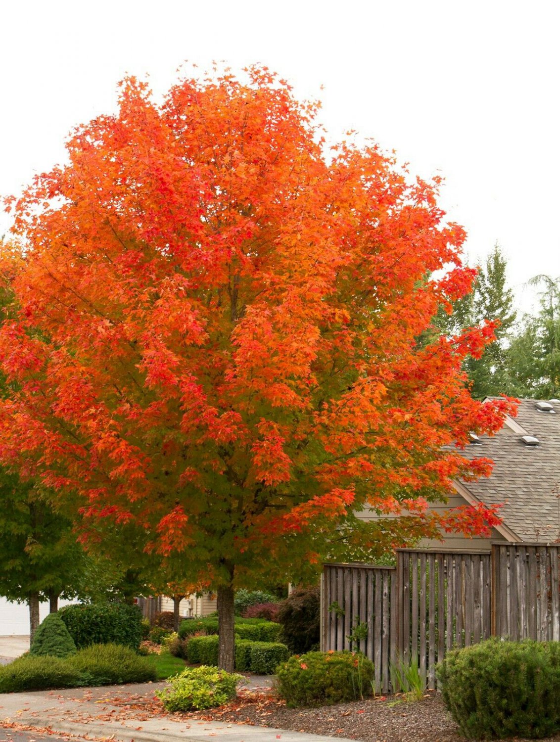 BasqueStore - October Glory Maple quart pot, flowering-plant