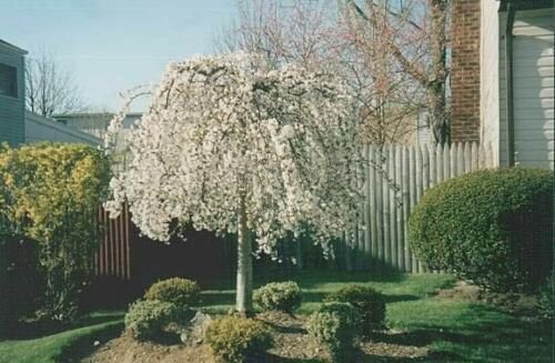 BasqueStore - Weeping Cherry Tree 2 plants, flowering-plant