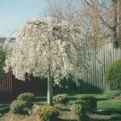 BasqueStore - Weeping Cherry Tree 2 plants, flowering-plant