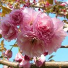 BasqueStore - Kwanzan Flowering Cherry tree 2 plants , flowering-plant