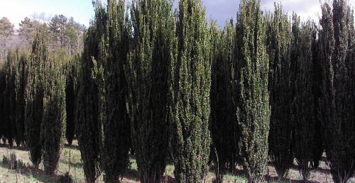 BasqueStore - Sky Pencil Holly 2 plants, flowering-plant