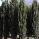 BasqueStore - Sky Pencil Holly 2 plants, flowering-plant