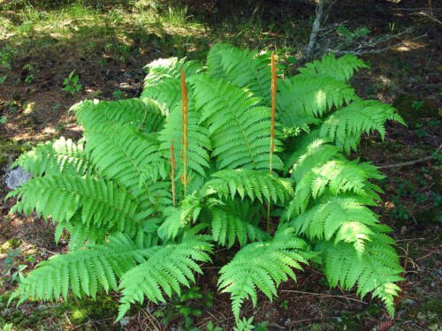 BasqueStore - CINNAMON FERN 10 rhizome/root-(osmundastrum cinnamomeum) , flowering-plant