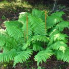 BasqueStore - CINNAMON FERN 10 rhizome/root-(osmundastrum cinnamomeum) , flowering-plant