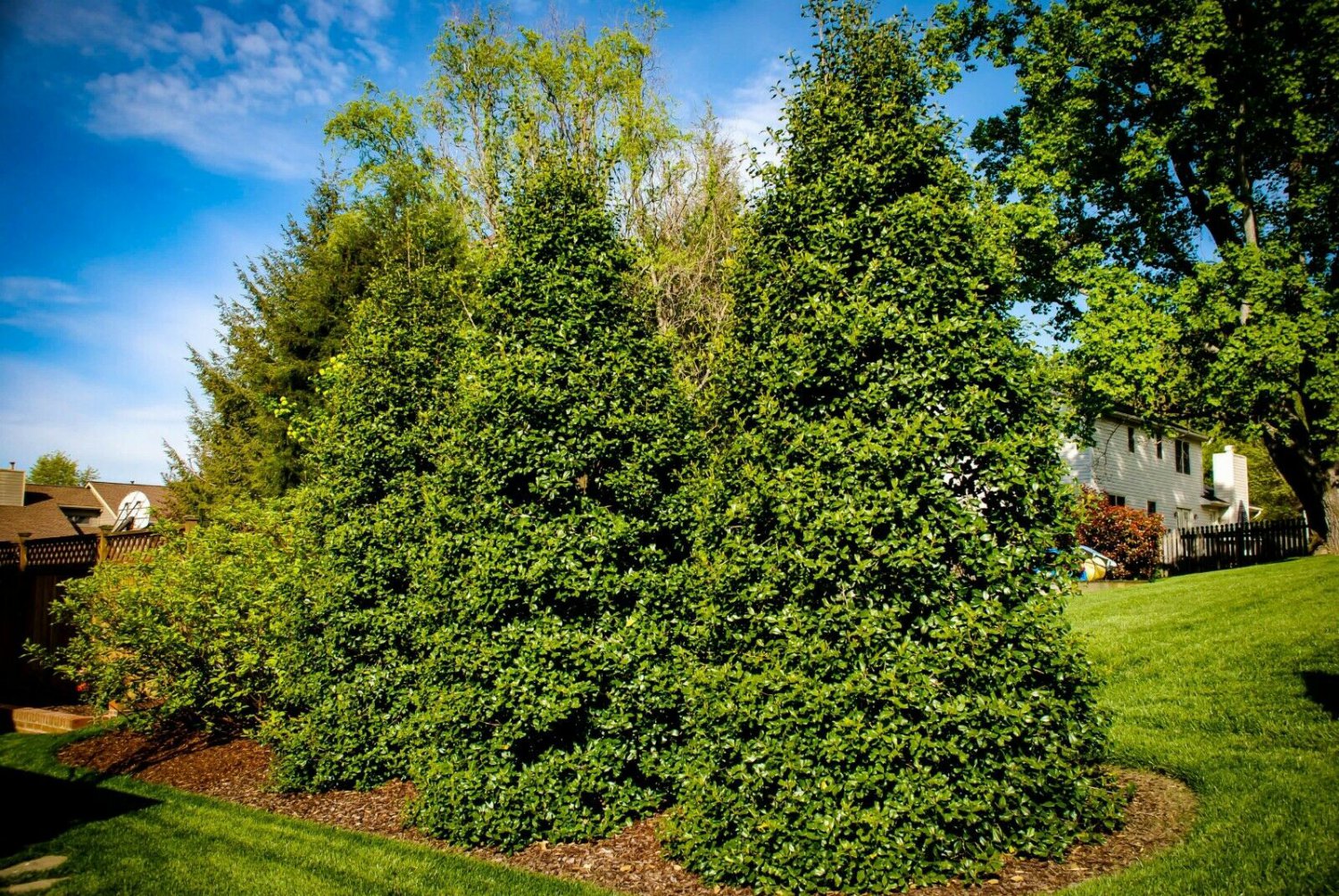 BasqueStore - American Holly gallon pot, flowering-plant