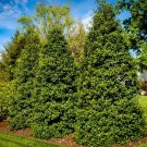 BasqueStore - American Holly gallon pot, flowering-plant