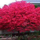 BasqueStore - Dwarf Burning Bush gallon pot Hardy Shrub (Euonymus Alatus), flowering-plant