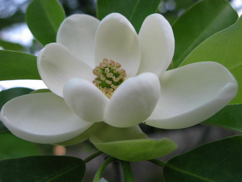BasqueStore - SWEETBAY MAGNOLIA gallon pot Laurel Magnolia, Swamp Magnolia , flowering-plant