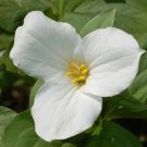BasqueStore - White Trillium 20 bulbs, flowering-plant