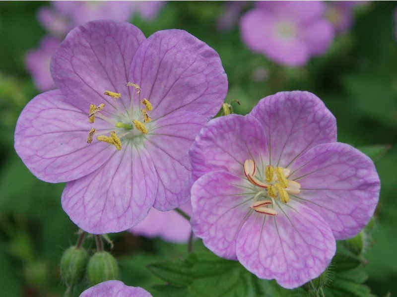BasqueStore - WILD GERANIUM 20 roots maculatum , flowering-plant