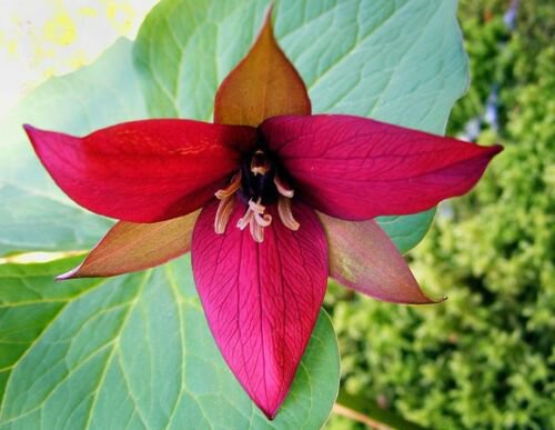 BasqueStore - Red Trillium 20 bulbs Wood Lily , flowering-plant