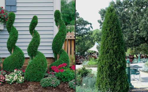 BasqueStore - 25 EMERALD GREEN Arborvitae 3pot - (Thuja occidentalis) , flowering-plant