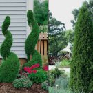 BasqueStore - 25 EMERALD GREEN Arborvitae 3pot - (Thuja occidentalis) , flowering-plant