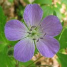 BasqueStore - WILD GERANIUM 10 roots (maculatum) , flowering-plant