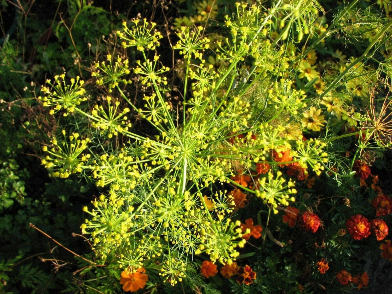 BasqueStore - Anethum graveolens, Dill , 100 Seeds, herb-plants