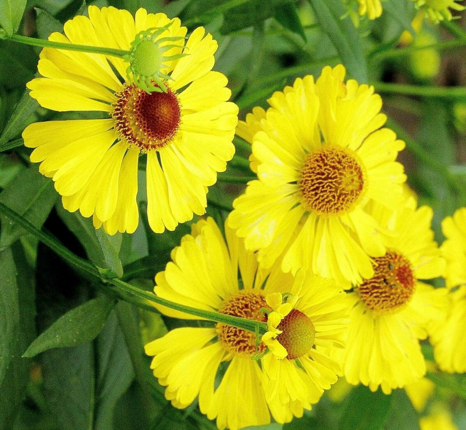 BasqueStore - Helenium autumnale , Helens Flower , Common Sneezeweed, 20 Seeds, flowering-plants