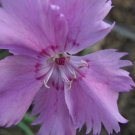 BasqueStore - Dianthus Plumarius Sweetness , 10 Seeds, flowering-plants