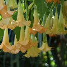 BasqueStore - Brugmansia suaveolens Yellow, 20 Seeds, flowering-plants