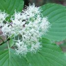 BasqueStore - Cornus alternifolia , Green Osier , Alternate Leaf Dogwood , 20 Seeds, flowering-plant