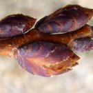 BasqueStore - Ulmus americana , American Elm|White Water Soft , 20 Seeds, flowering-plants