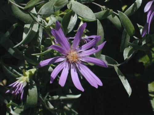 BasqueStore - Symphyotrichum sericeum , Silky Aster , 20 Seeds, flowering-plants