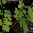 BasqueStore - Petroselinum crispum var. neapolitanum , 100 Seeds, flowering-plants